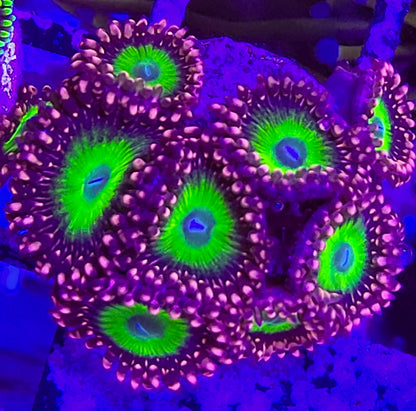 CB Omega Zoa