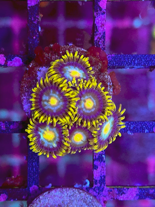 Blueberry fields Zoa