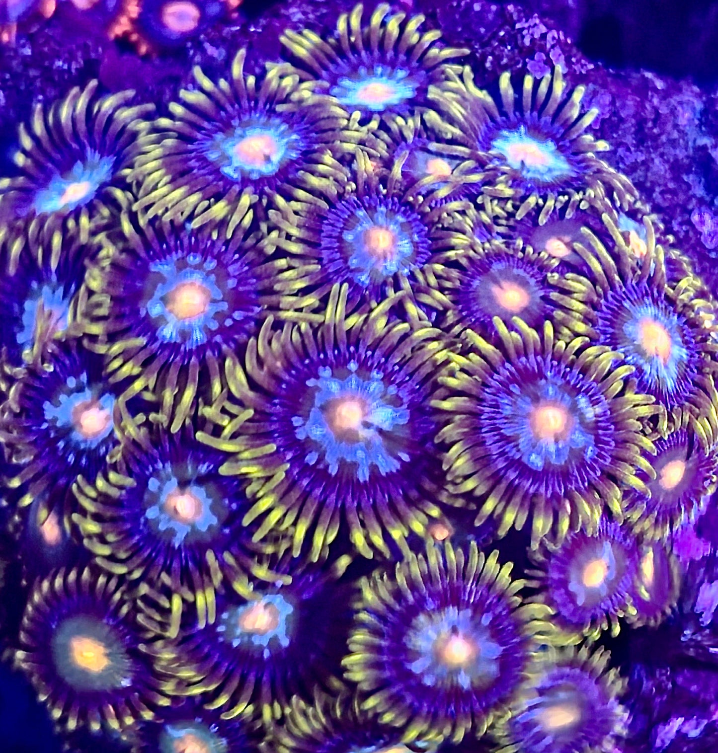 Blueberry Fields Zoa 15+p