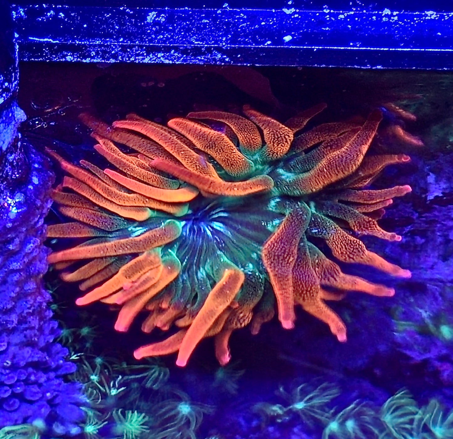 Rainbow Bubble Tip Anemone