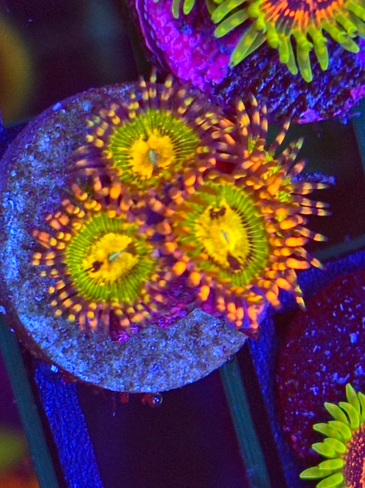 Butt Kisser Zoa