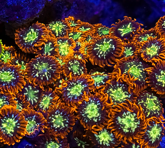 Chemical Romance Zoa 20+p