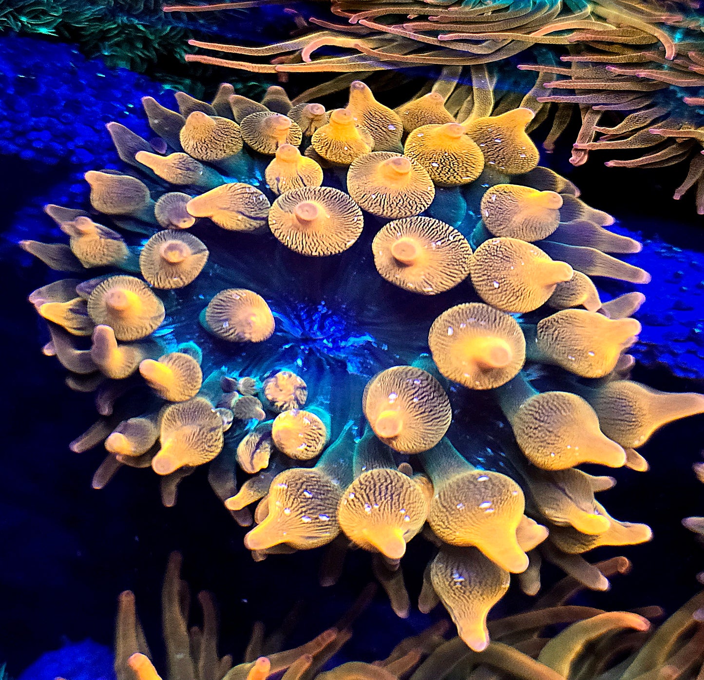 Rainbow Bubble Tip Anemone