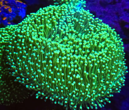 Neon Green Leather Coral