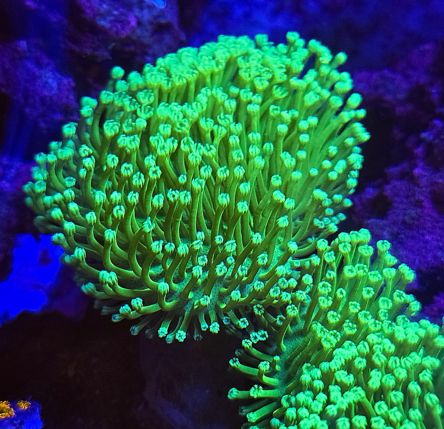 Neon Green Leather Coral