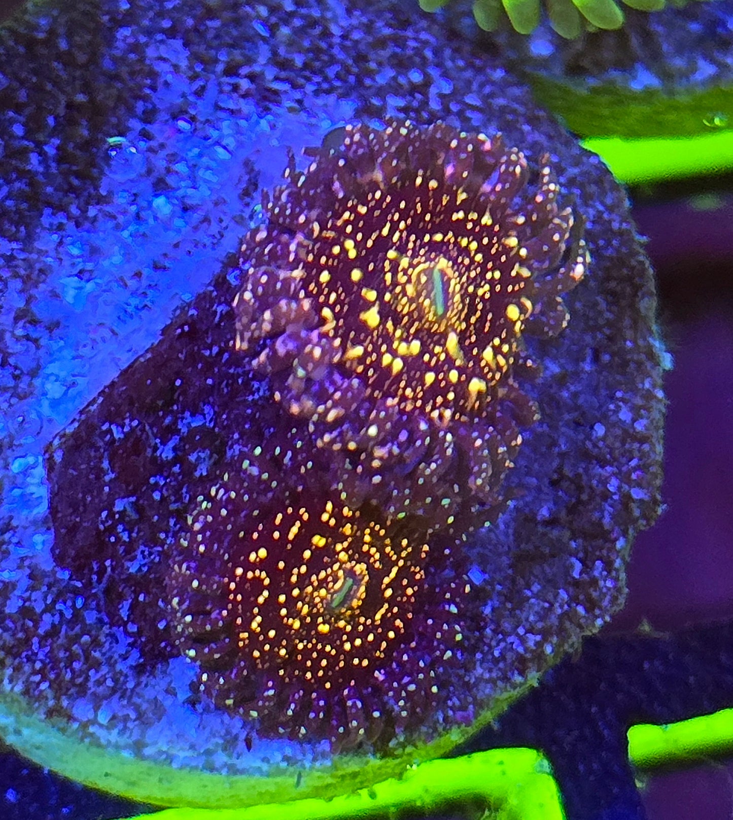 JF Frankie’s Acid Trip Zoa 2-3p