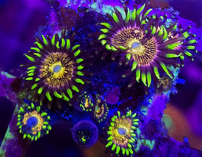 Nirvana Zoa 5+