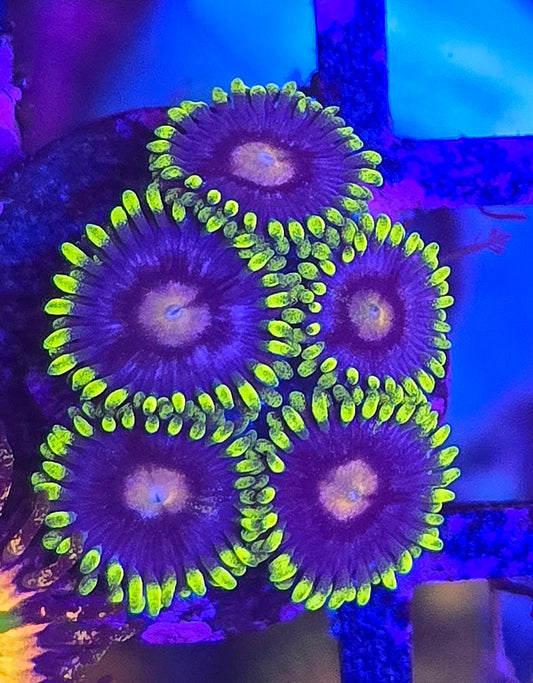 Blue Magic Zoa