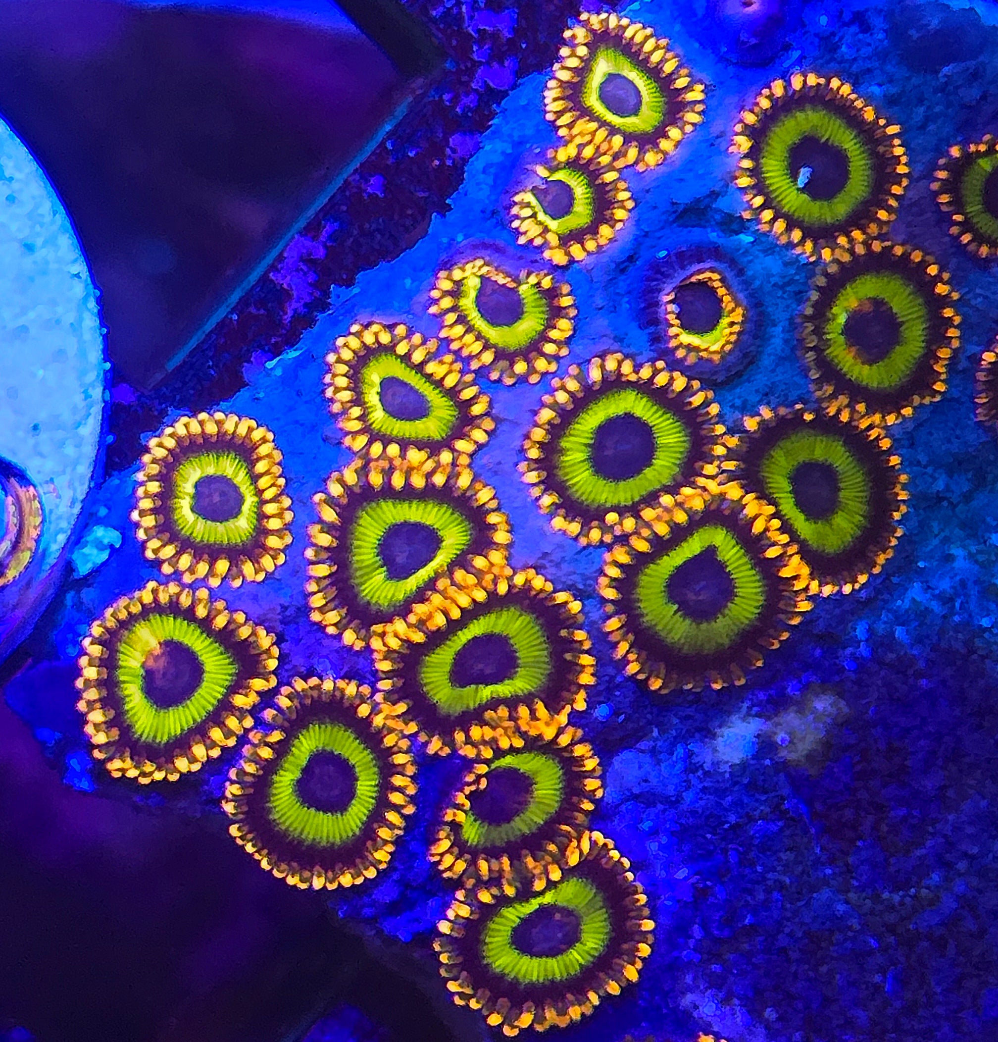 Fruit Loops Zoa – Coral Insanity