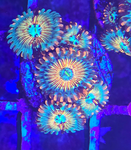 White Zombie Zoa