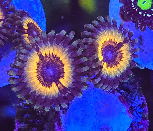 Vamps In Drag Zoa 3p