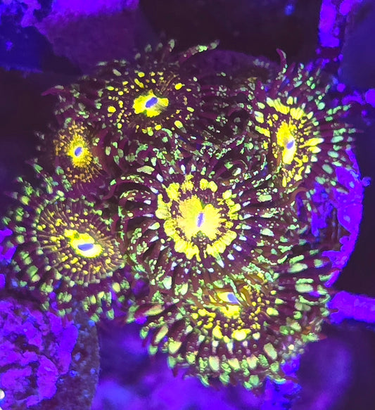 Grim Reaper Zoa 3p