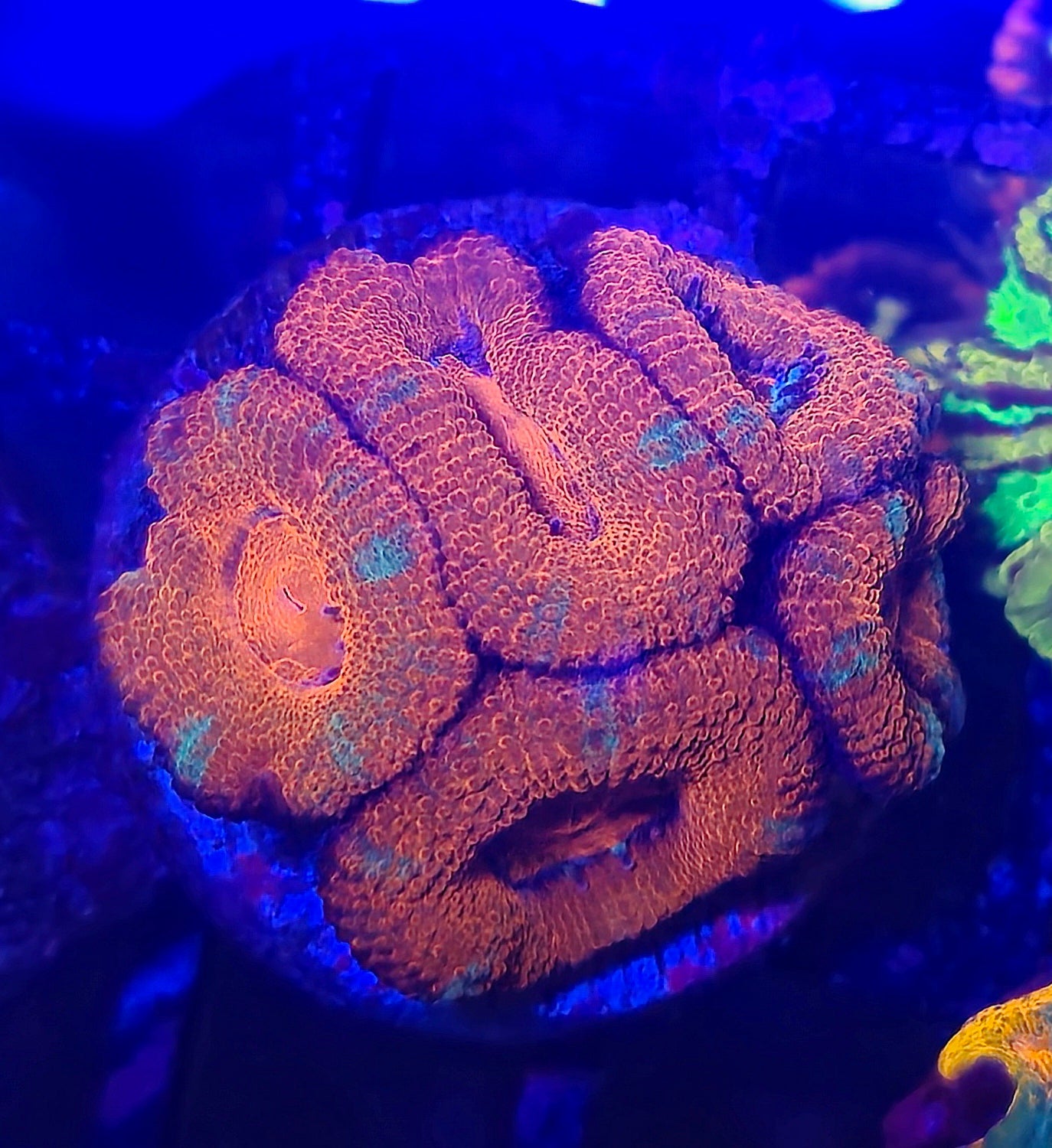 Acan