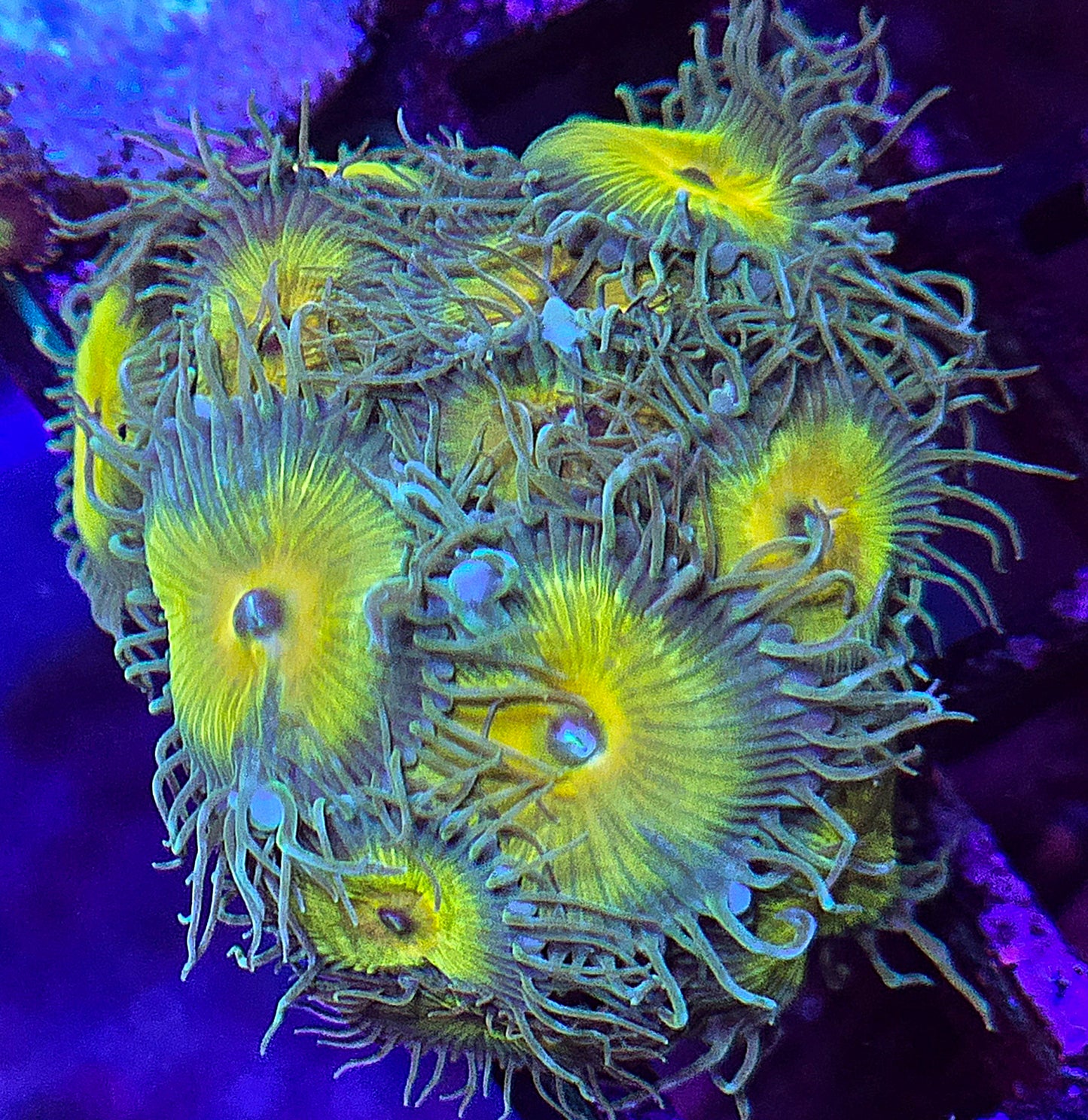 Captain Jerk Zoa