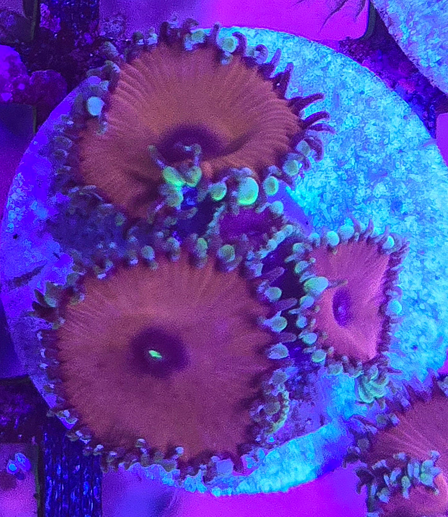 Purple Death Zoa