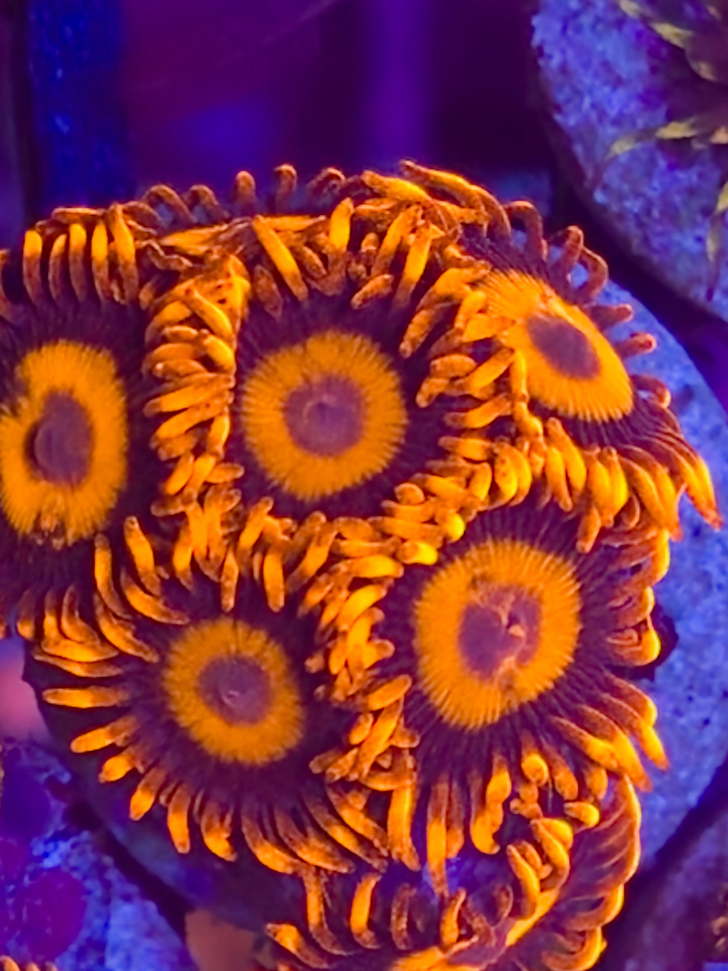 Orange Oxide Zoa 4-5p