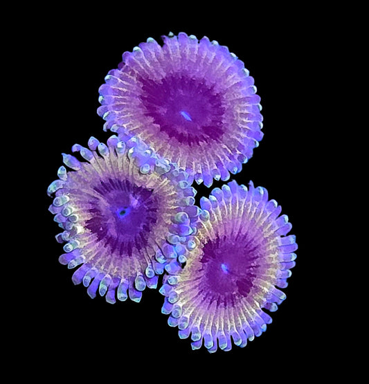 Acid Reflux Zoa triple