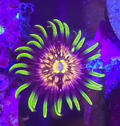 Nirvana Zoa 5+