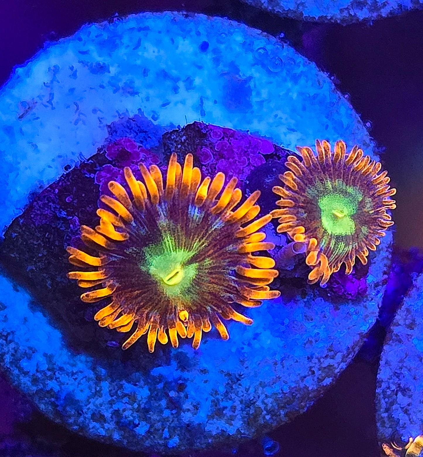 Spitfire Zoa