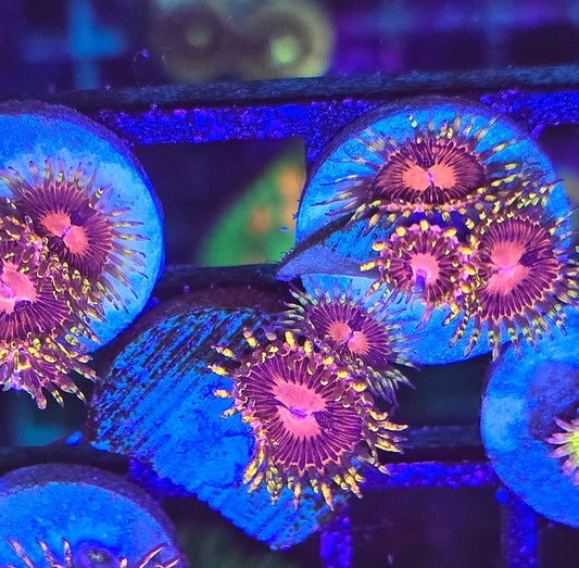 Aphrodite Zoa