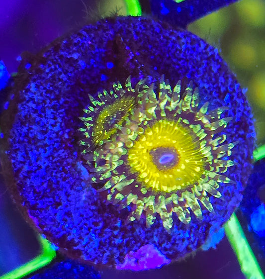 Godbeast Zoa