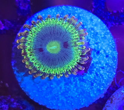 Rainbow Rhino Zoa 2p