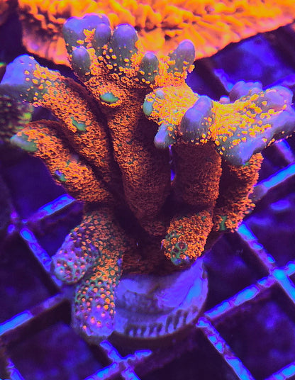 Orange Montipora Digitata Frags