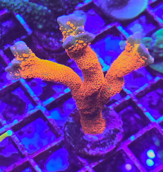 Orange Montipora Digitata Frags