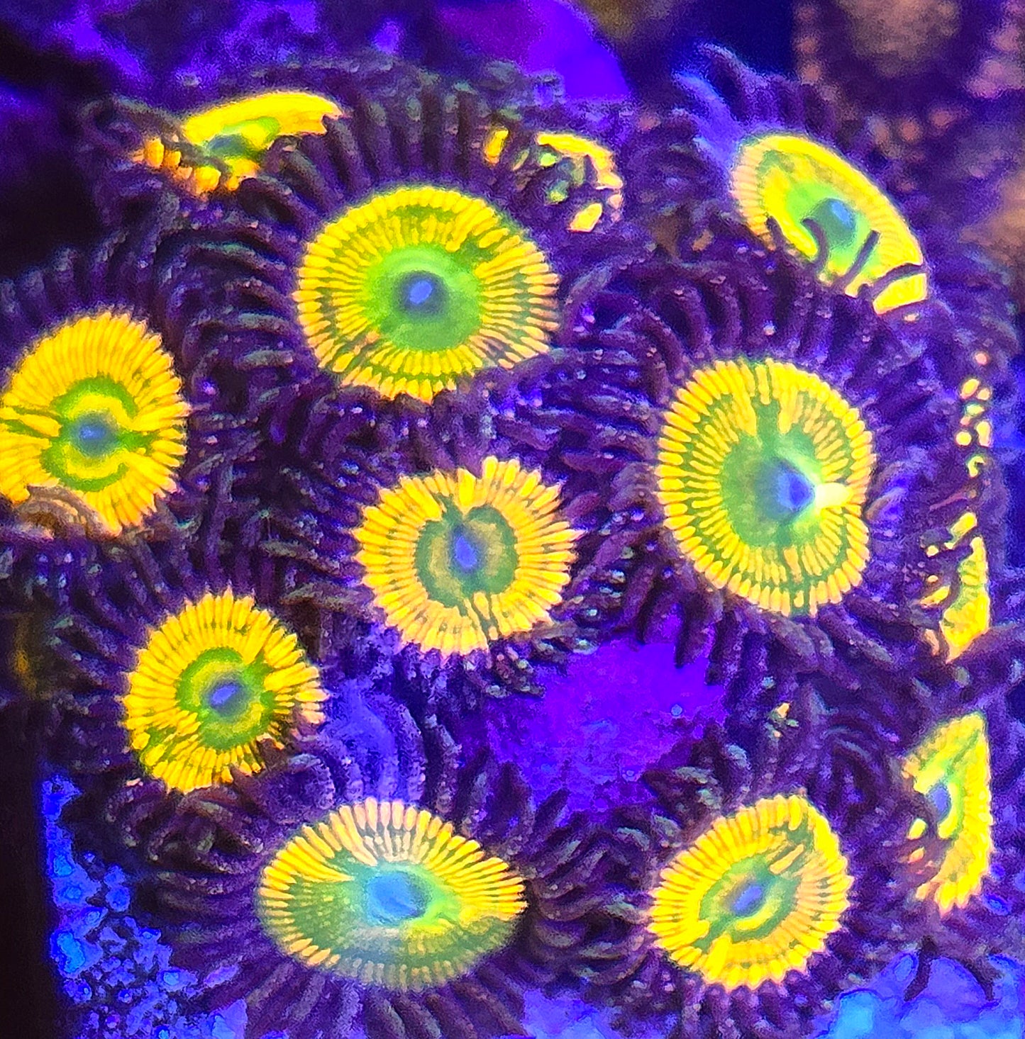 Sunny D Zoa