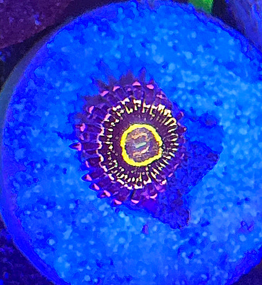 Stratosphere Zoa