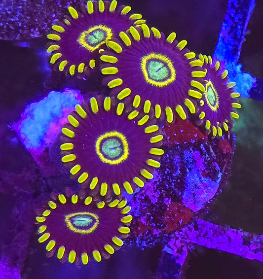 Blue Hornet Zoa