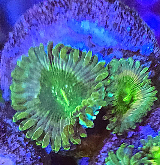 Wonkaberry Zoa 4-5p