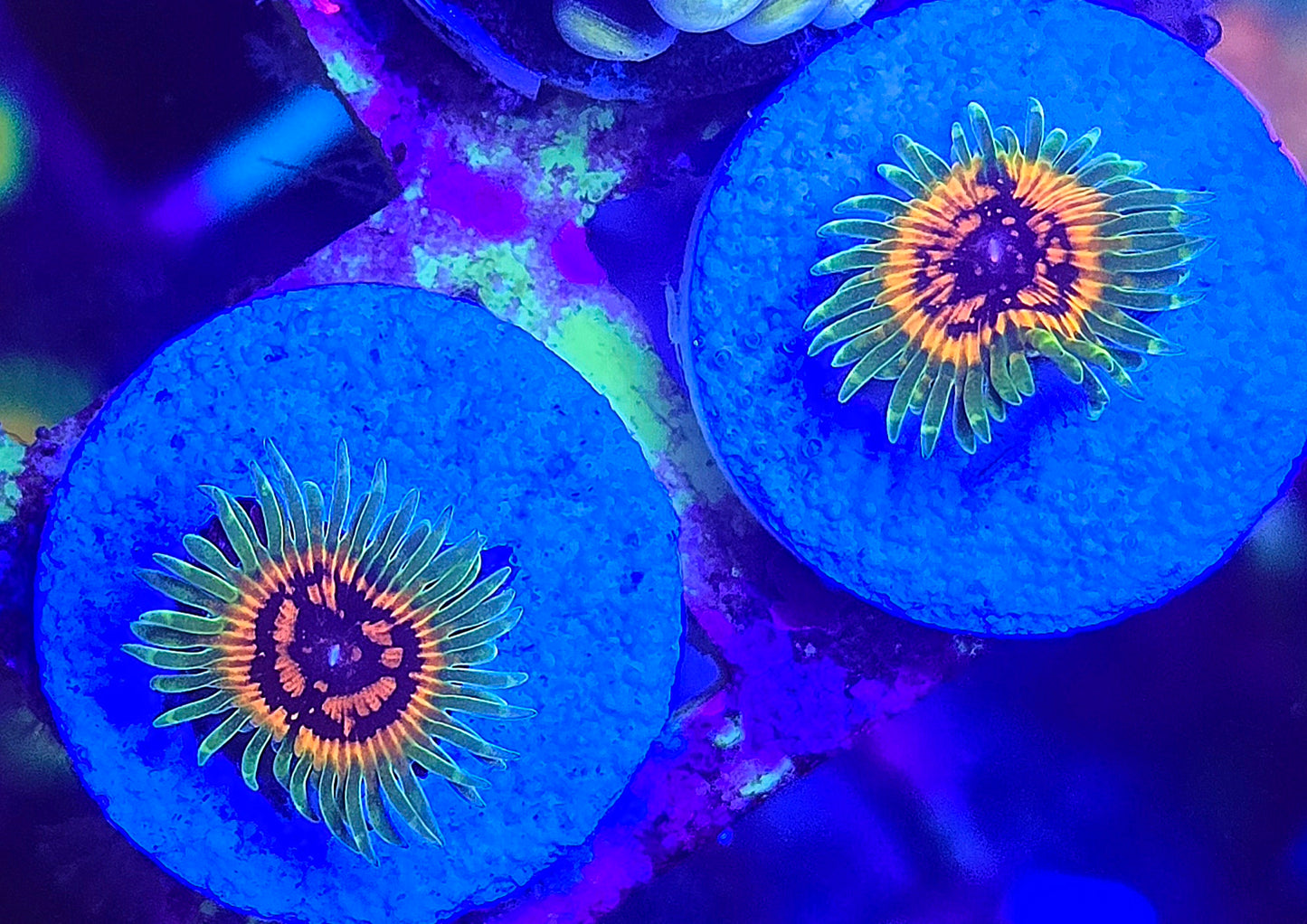 Hallucination Zoa double