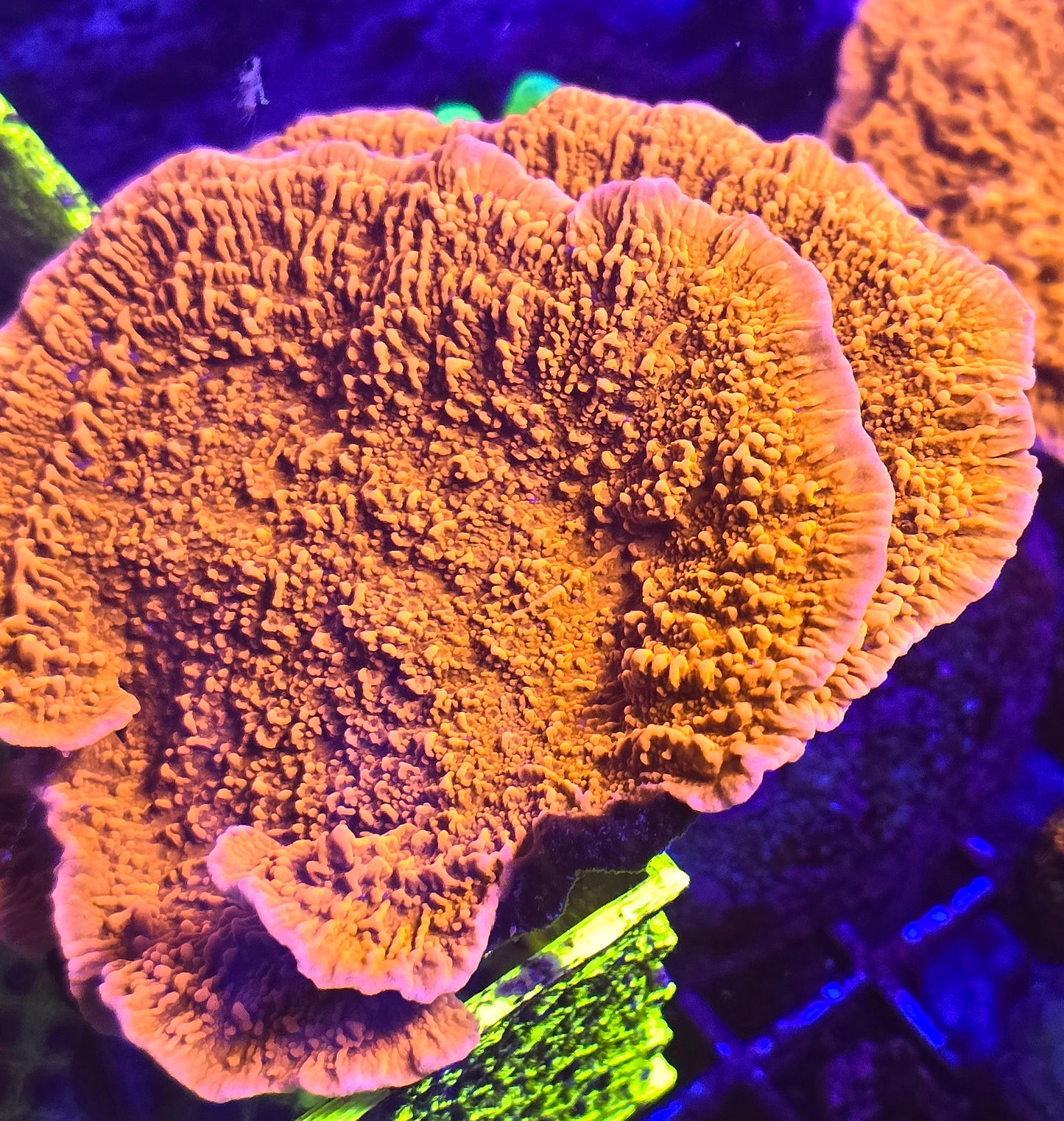 Orange Plating Montipora  Frags