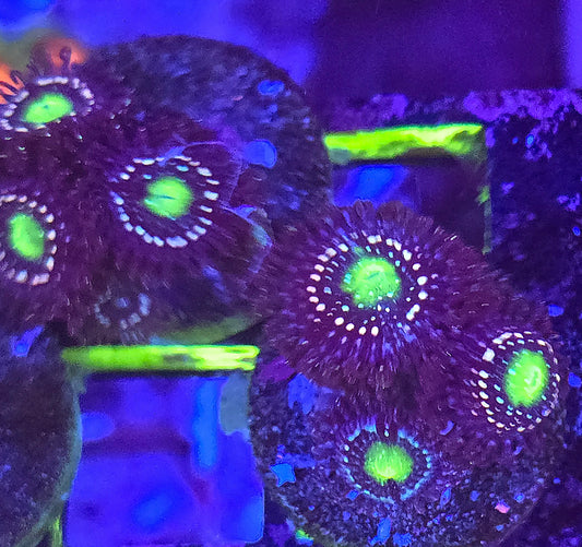 Blue Lagoon Zoa triple