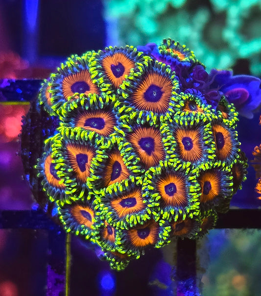 Eagle Eye Zoa