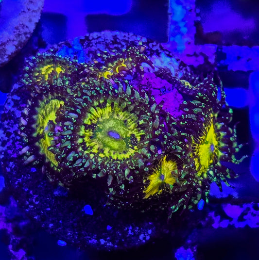 Grim Reaper Zoa WYSIWYG