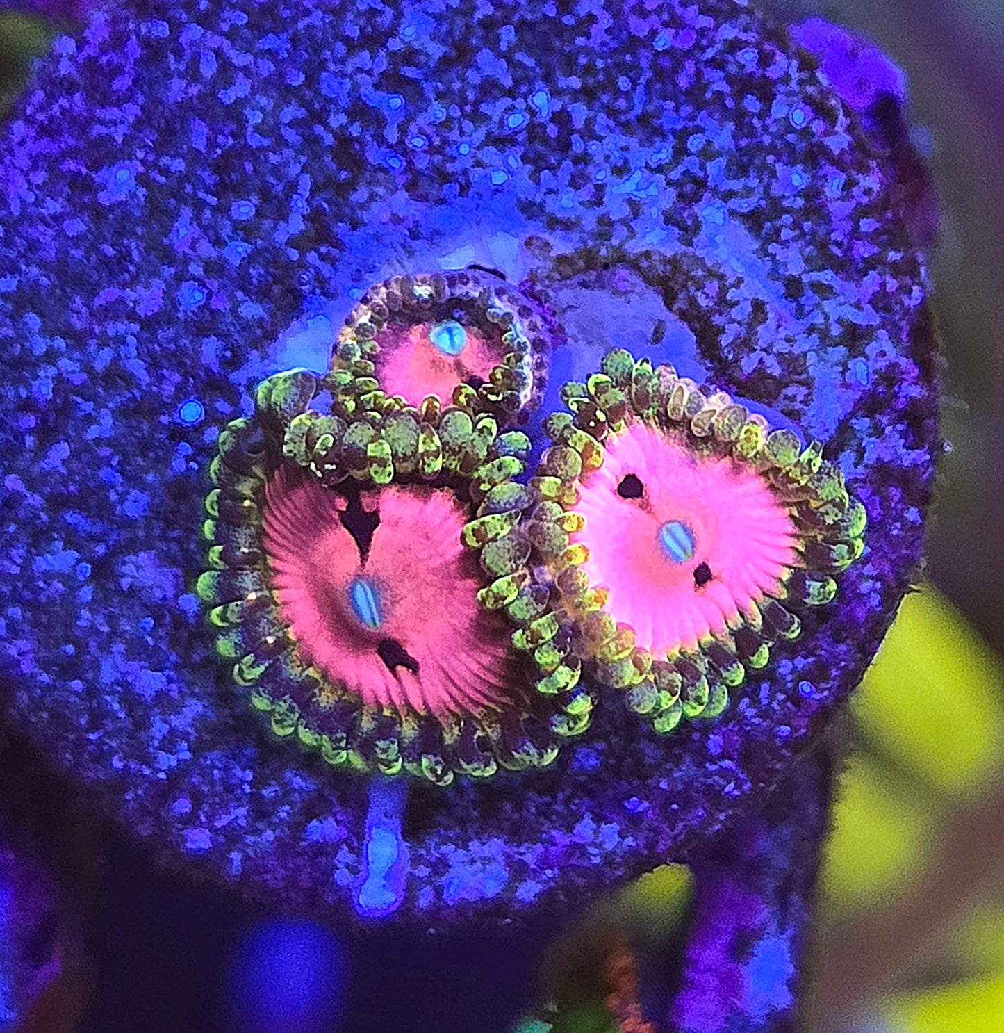 Pink Diamond Zoa 4p