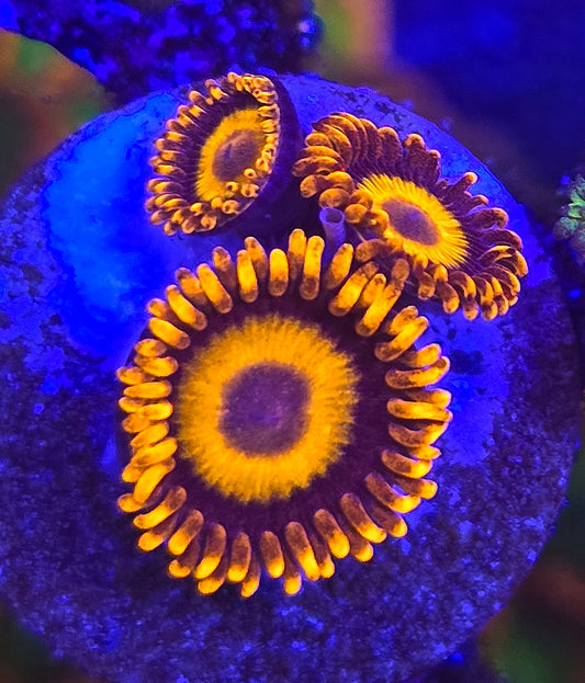 Orange Oxide Zoa WYSIWYG triple