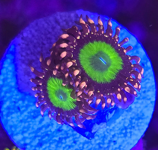 CB Omega Zoa WYSIWYG double