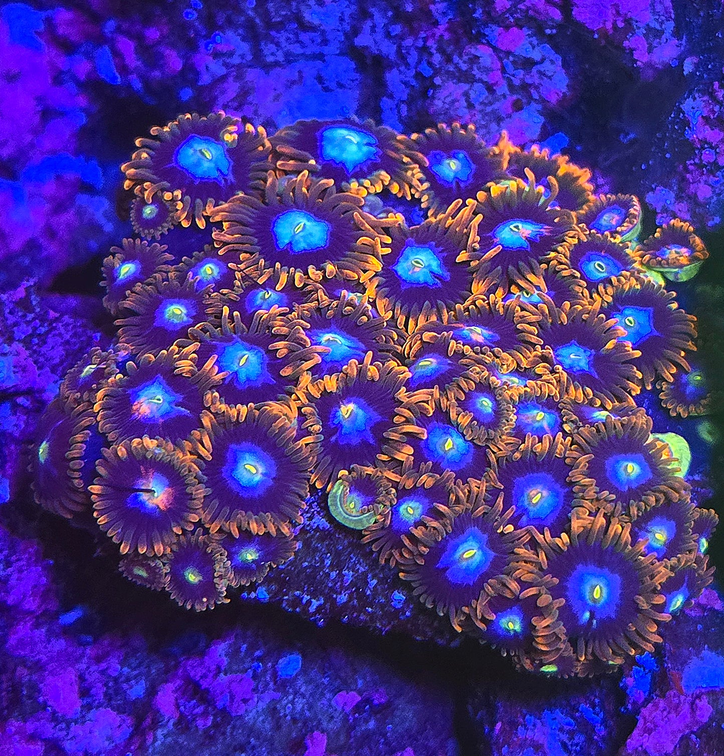 Fire and Ice Zoa WYSIWYG