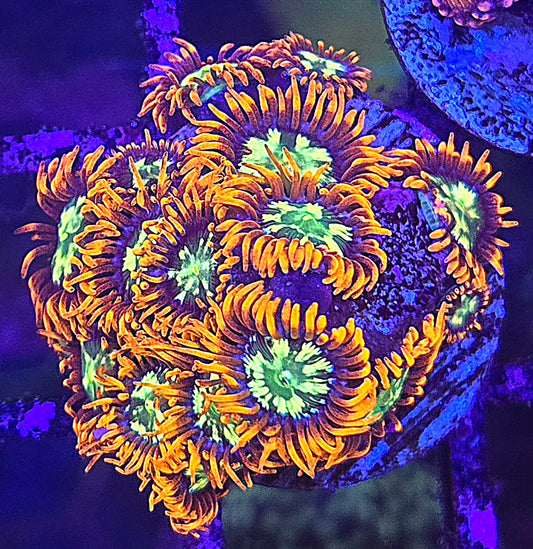 Chemical Romance Zoa