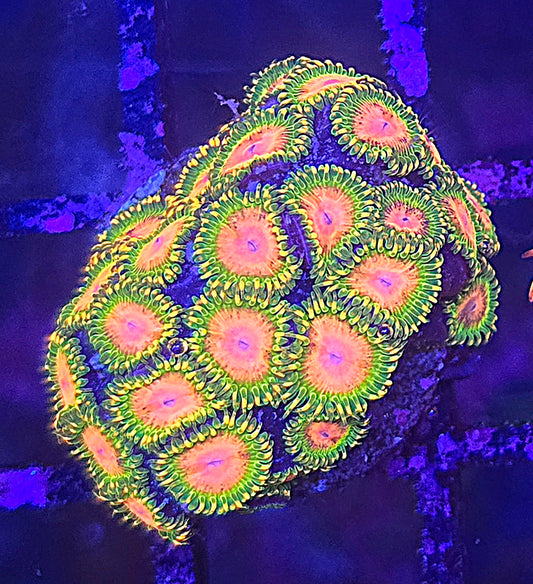 Awesome Blossom Zoa