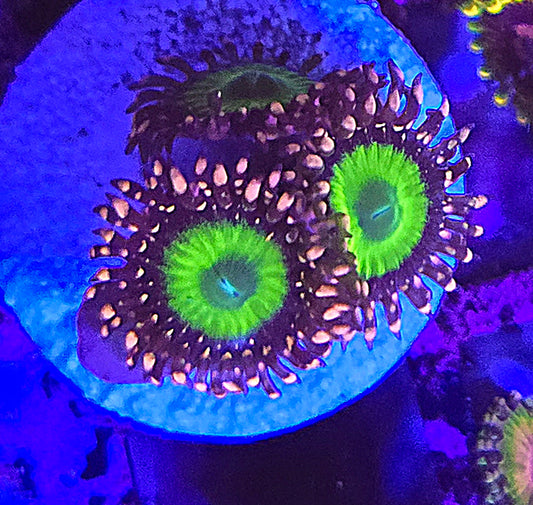 CB Omega Zoa