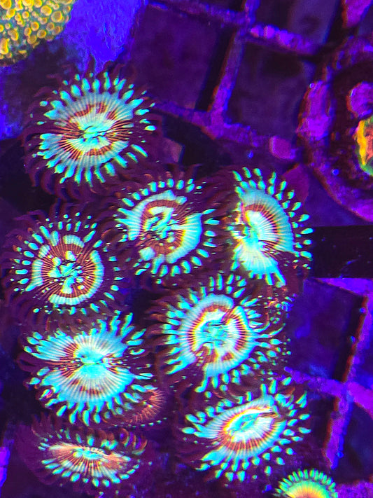 Zombie Eye Zoa 3p #1