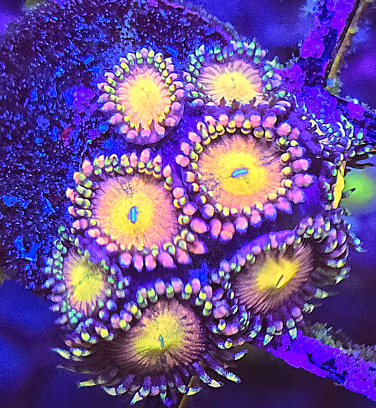 Sakura Sunrise Zoa