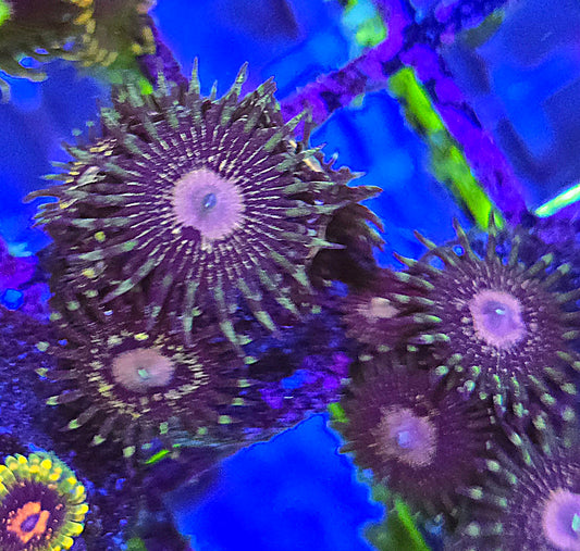 Queen Krak Zoa