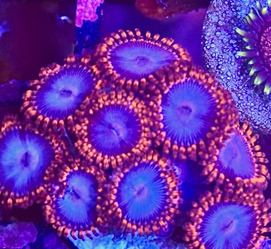 Blue Lips Zoa