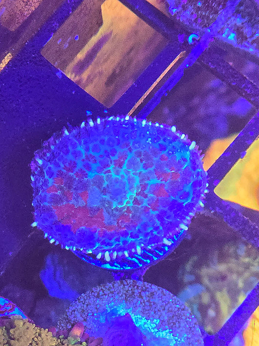 Stained Glass Mushroom