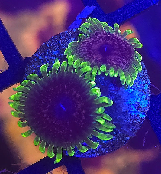 UC Atmosphere Zoanthid WYSIWYG